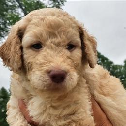 Red Collar (Blue Eyes) - Cream male Goldendoodle puppy in Willow Springs, Missouri from Todd Family Homestead