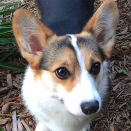 Pembroke Welsh Corgi All Grown Up from Heaven Scent