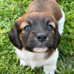 Bailey - Piebald female Dachshund puppy in Greenup, Kentucky from Tygart Creek Dachshunds