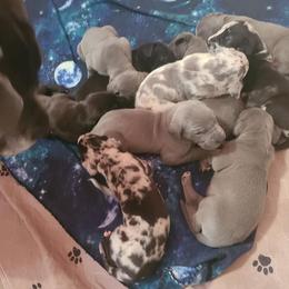 German Shepherd and Great Dane Puppies from White Pine Acres K9