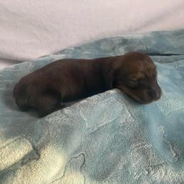 Cream brindle girl - Cream female Dachshund puppy in Wolf Lake, Indiana from Canisteo Dachshunds