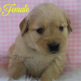 Yellow collar girl - Golden female Golden Retriever puppy in Otis Orchards, Washington from Sunlite Golden Retrievers