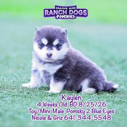 Kaylan - Blue male Pomsky puppy in Humeston, Iowa from M.A.R. Dogs