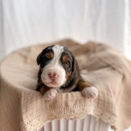 Bernedoodles and Goldendoodles from Willow & Co.