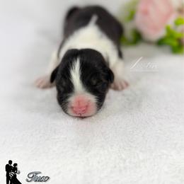 Tux - Black tri-color male Australian Shepherd puppy in Jonesborough, Tennessee from Lotus Australian Shepherds