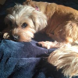 Lola - Shorkie
