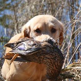 Golden Retrievers from Wakemup Goldens