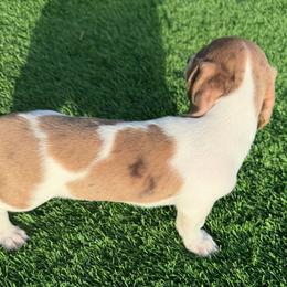 Chico - Chocolate and tan male Dachshund puppy in Tucson, Arizona from Crowned Doxies