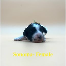 Sonoma - Parti female Poodle puppy in West Monroe, Louisiana from Diamond M Poodles and Doodles
