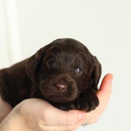 Red - Chocolate male Australian Labradoodle puppy in Williamstown, New York from Lewis Manor Labradoodles