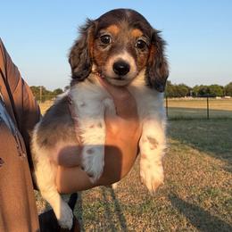 Fern - Piebald female Dachshund puppy in Durant, Oklahoma from Big Creek Mini Dachshund