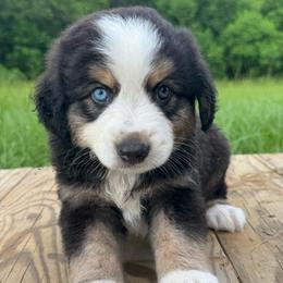 Harbor - Black tri-color male Australian Shepherd puppy in Newton, Mississippi from Bright Star Aussies