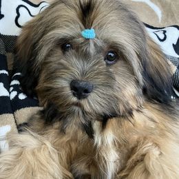 PAX Temp.Name means PEACFUL MALE FLORIDA AKC MULTI CHAMPION ANCESTRY - Red male Lhasa Apso puppy in Bell, Florida from Maryann & Kandis
