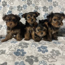 Yorkshire Terrier Puppies from Tiffanys Yorkies