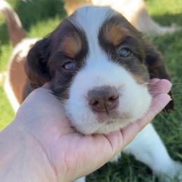 Bronco - Liver white and tan male English Springer Spaniel puppy in Casa Grande, Arizona from The Spaniel Garden