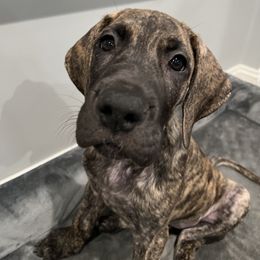 Great Dane Puppies from Ginger Danes