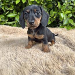 Toby - Black and tan male Dachshund puppy in Temecula, California from Naomi Magee's Dachshund Kennel