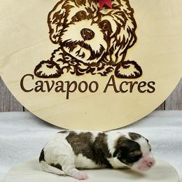 Aspen - Tri-color male Cavapoo puppy in Lancaster, Missouri from Cavapoo Acres