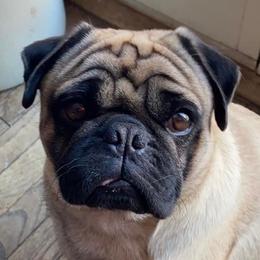 Pugs from Fox Farm Kennel