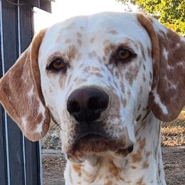 Dalmatians from Hot Diggety Dogs LLC