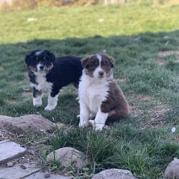 Australian Shepherd Puppies from RMW Ranch Australian Shepherds