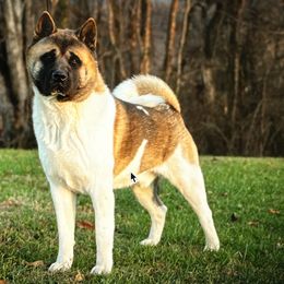 Wesson - Akita