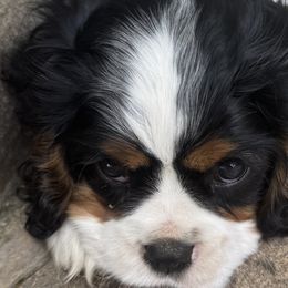 Cavalier King Charles Spaniels from Kara's Cavalier King Charles Spaniels