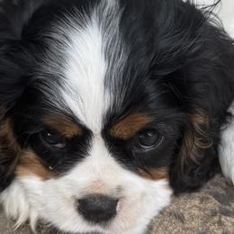 Cavalier King Charles Spaniels from Kara's Cavalier King Charles Spaniels