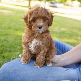 Assorted Doodle Crosses, Aussiedoodle, Golden Aussiedoodle, Goldendoodle, and Sheepadoodle Puppies from Goldendoodledoo Farms