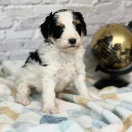 Banjo - Tri-color male Bernedoodle puppy in Moulton, Iowa from Shondel Puppy Paws