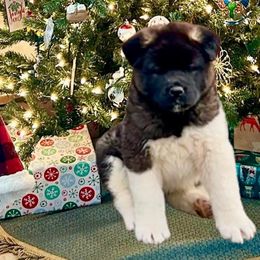 Molly - Brown, black overlay Akita puppy in South Whitley, Indiana from BleuMoon Akitas