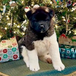 Molly - Brown, black overlay Akita puppy in South Whitley, Indiana from BleuMoon Akitas