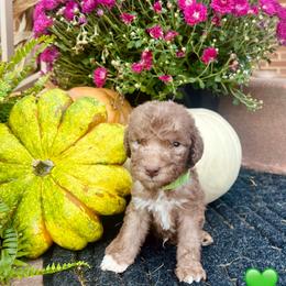 Green Collar Boy - Liver male Bedlington Terrier puppy in Leesburg, Virginia from LAMZ Bedlington Terriers