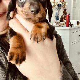 Dachshund Puppies from Phillian Family Mini Dachshunds