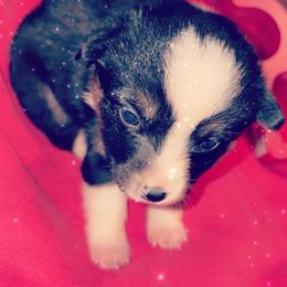 American Corgi Puppies from Highland corgis