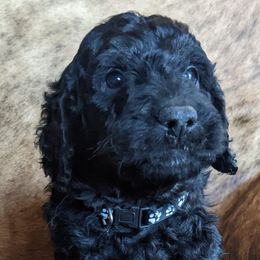 Goldendoodle Puppies from Doodle Kisses