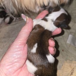 Male 1 - Brindle and white male Shih Tzu puppy in Hampstead, Maryland from Shawny's Shih Tzus