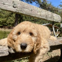 Grey boy AKA - Greyson - Cream male Goldendoodle puppy in Thomasville, Georgia from South Georgia Golden Doodle Ranch LLC