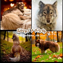 Siberian Husky puppies from Moonlight Howl Huskies