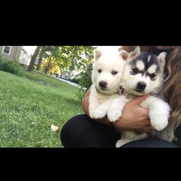 Siberian Husky Puppies from Douglas Mountain Farm and Kennel