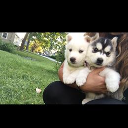 Siberian Husky Puppies from Douglas Mountain Farm and Kennel