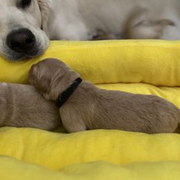 Golden Retriever Puppies from Honeyroux Goldens