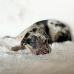 Black and Tan Dapple 2 - Dapple female Dachshund puppy in Harmony, North Carolina from Schuster Haus