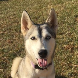 Nala - Siberian Husky