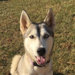 Nala - Siberian Husky