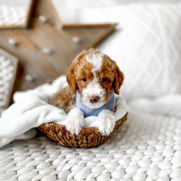 Mufasa - Red  male Goldendoodle puppy in Springville, Utah from Happy Doodle