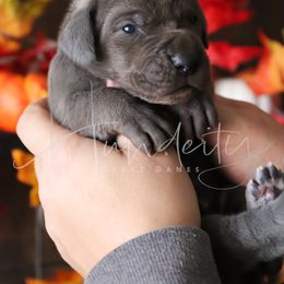 Skye - Blue female Great Dane puppy in Denison, Texas from Hundeity Great Danes