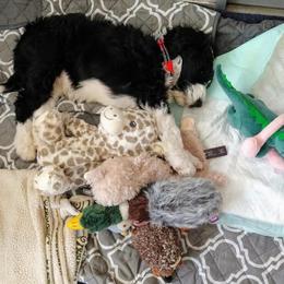 Goldendoodle, Golden Retriever, and Sheepadoodle Puppies from Guppy Puppies