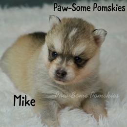 Mike - Silver male Pomsky puppy in Krum, Texas from Paw-Some Pomskies