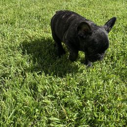 French Bulldog Puppies from Angie's French Bulldogs